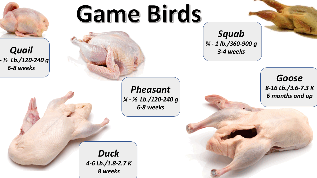 Acerca de las aves de corral – De la granja a la mesa – The Culinary Pro Acerca de las aves de corral – De la granja a la mesa – The Culinary Pro